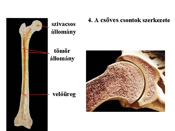 szivacsos állomány tömör állomány velőüreg 4. A csöves csontok szerkezete 