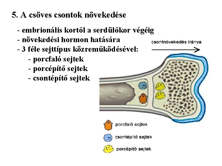 5. A csöves csontok növekedése - embrionális kortól a serdülőkor végéig - növekedési hormon
