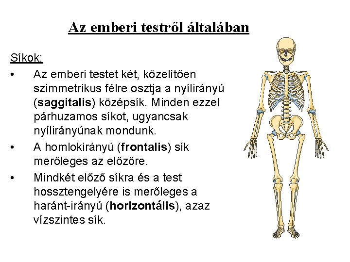 Az emberi testről általában Síkok: • Az emberi testet két, közelítően szimmetrikus félre osztja