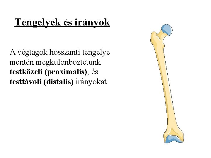 Tengelyek és irányok A végtagok hosszanti tengelye mentén megkülönböztetünk testközeli (proximalis), és testtávoli (distalis)