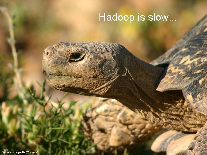 Hadoop is slow. . . Source: Wikipedia (Tortoise) 