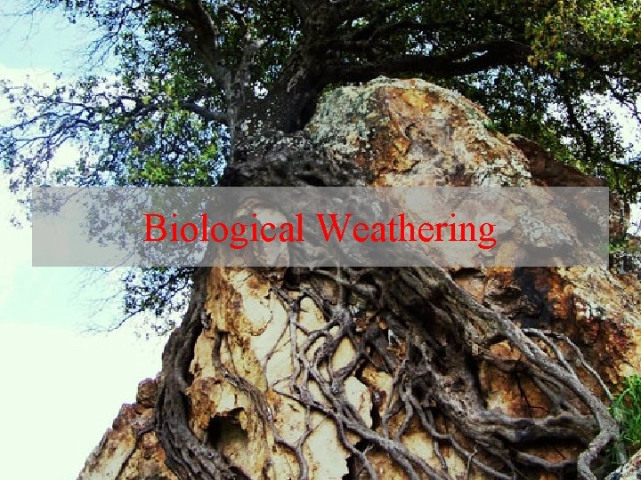 Biological Weathering 