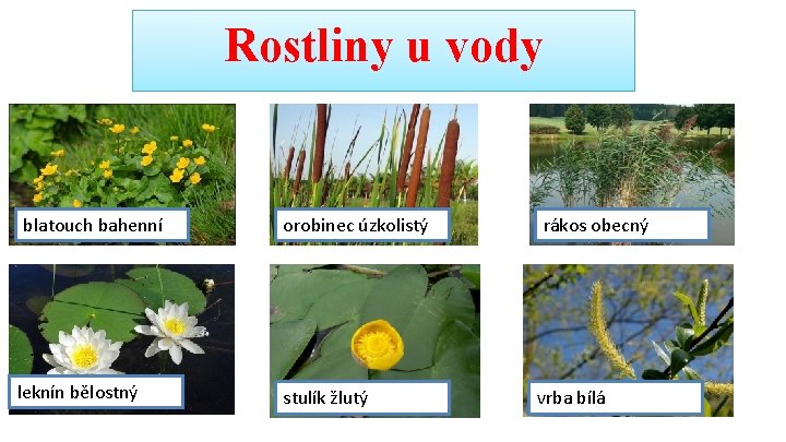 Rostliny u vody blatouch bahenní leknín bělostný orobinec úzkolistý stulík žlutý rákos obecný vrba