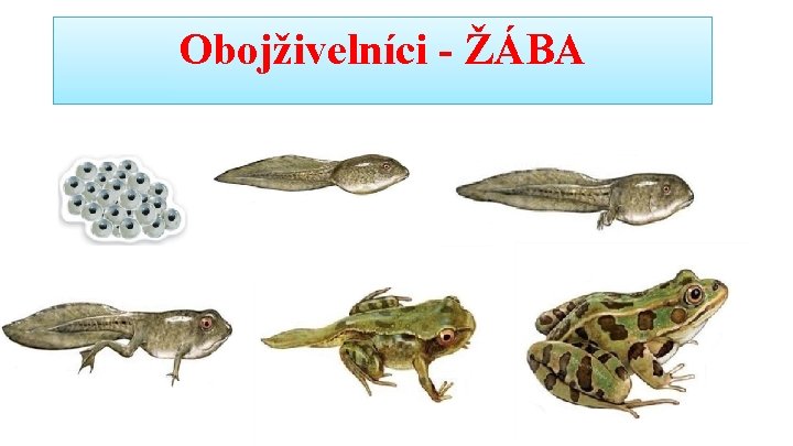 Obojživelníci - ŽÁBA 