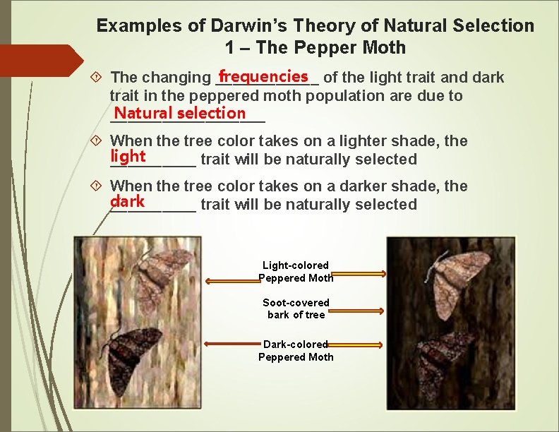 Examples of Darwin’s Theory of Natural Selection 1 – The Pepper Moth frequencies of