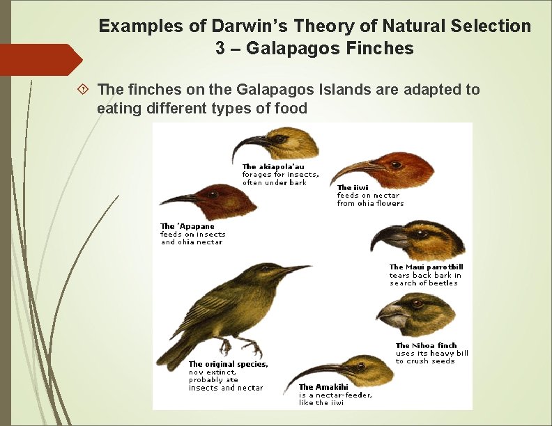Examples of Darwin’s Theory of Natural Selection 3 – Galapagos Finches The finches on