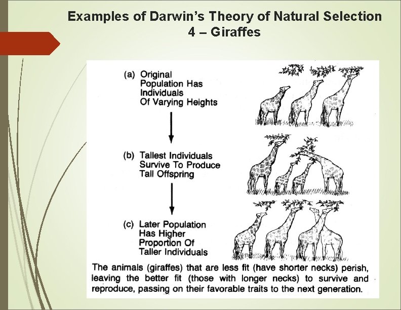 Examples of Darwin’s Theory of Natural Selection 4 – Giraffes 