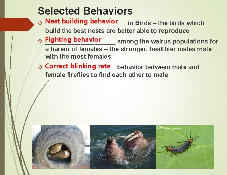 Selected Behaviors building behavior Nest ____________ in Birds – the birds which build the