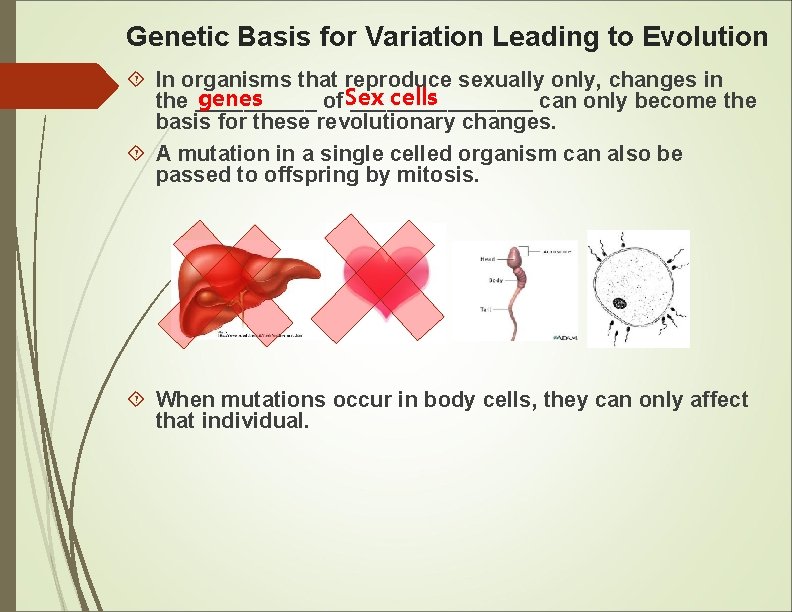 Genetic Basis for Variation Leading to Evolution In organisms that reproduce sexually only, changes
