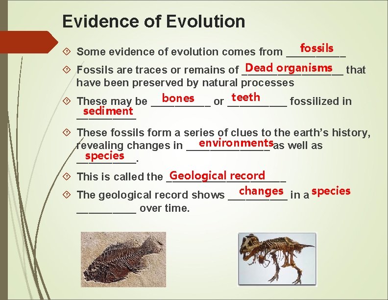 Evidence of Evolution fossils Some evidence of evolution comes from _____ Dead organisms that