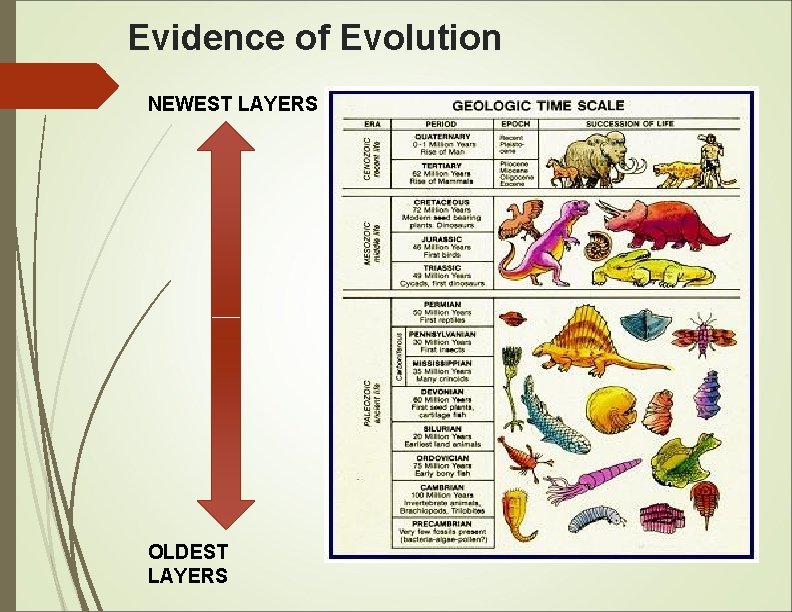 Evidence of Evolution NEWEST LAYERS OLDEST LAYERS 
