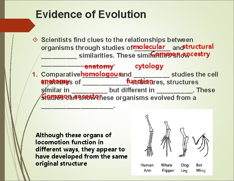 Evidence of Evolution Scientists find clues to the relationships between organisms through studies ofmolecular