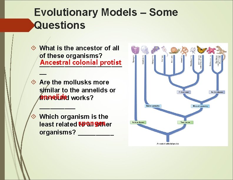 Evolutionary Models – Some Questions What is the ancestor of all of these organisms?