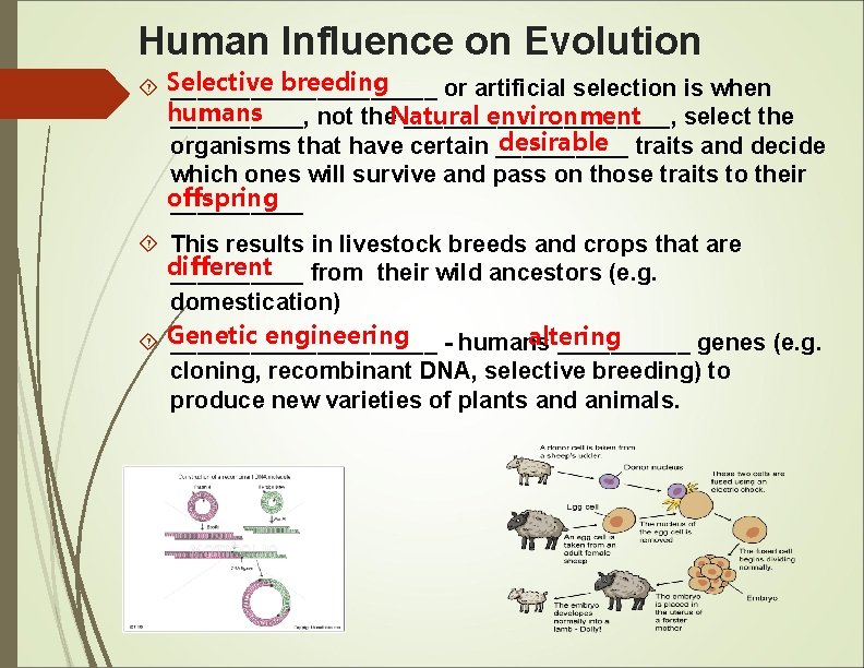 Human Influence on Evolution breeding Selective __________ or artificial selection is when humans environment