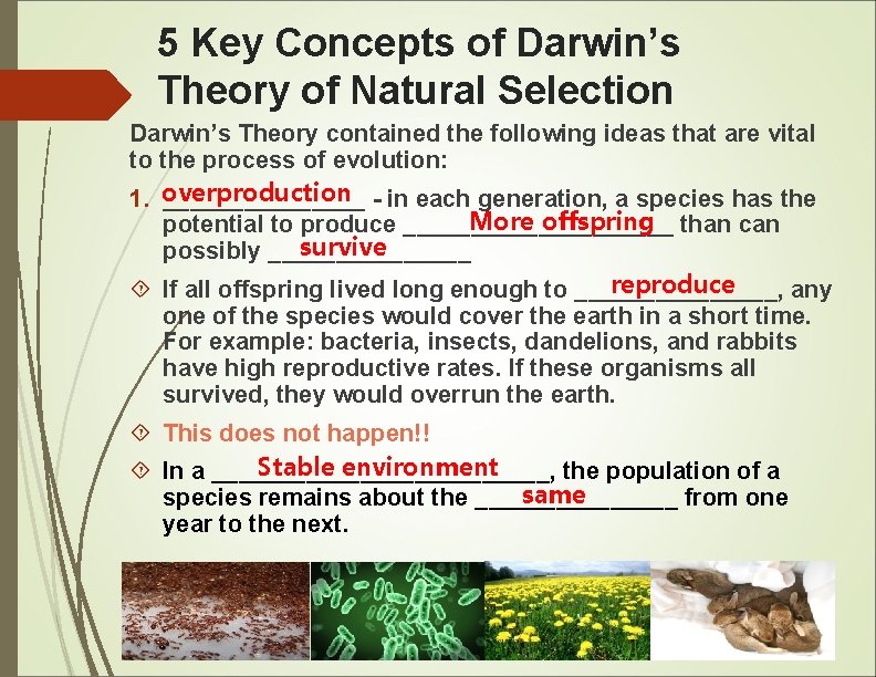 5 Key Concepts of Darwin’s Theory of Natural Selection Darwin’s Theory contained the following