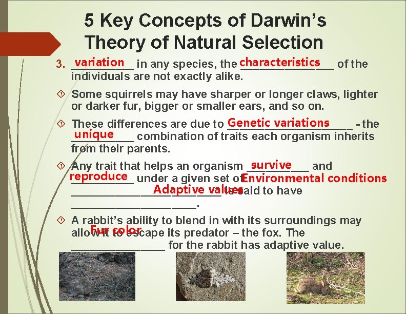 5 Key Concepts of Darwin’s Theory of Natural Selection variation in any species, the