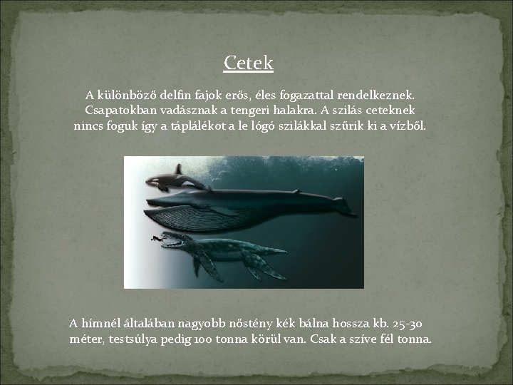 Cetek A különböző delfin fajok erős, éles fogazattal rendelkeznek. Csapatokban vadásznak a tengeri halakra.
