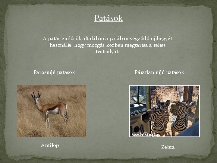 Patások A patás emlősök általában a patában végződő ujjhegyét használja, hogy mozgás közben megtartsa