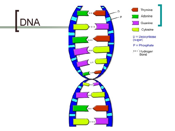 DNA 