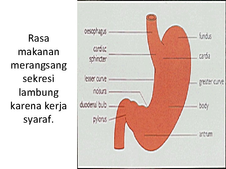 Rasa makanan merangsang sekresi lambung karena kerja syaraf. 