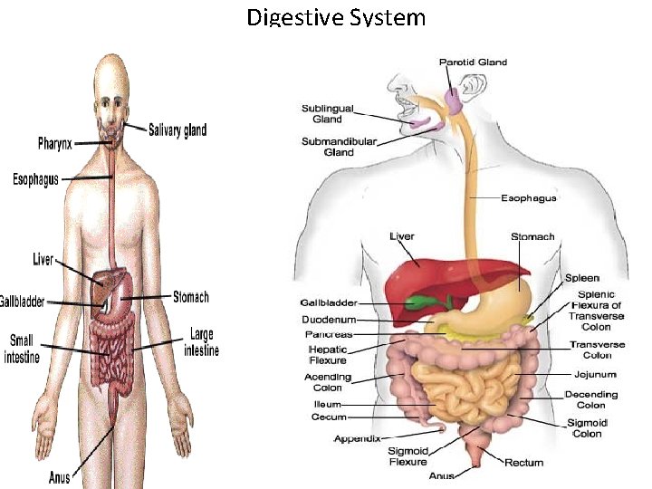 Digestive System 