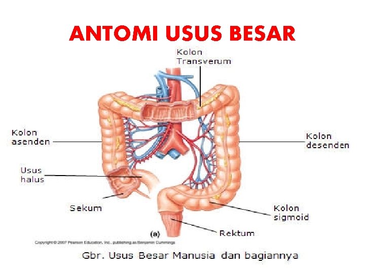 ANTOMI USUS BESAR 