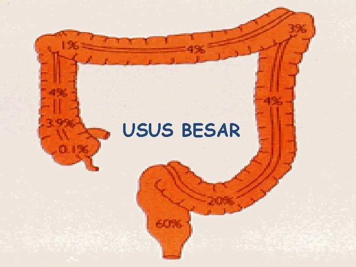 USUS besar USUS BESAR 