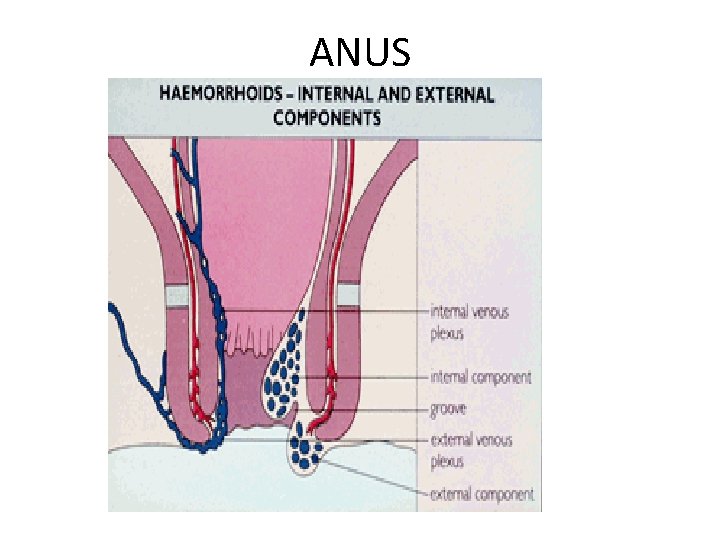 ANUS 