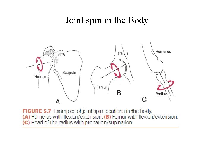 Joint spin in the Body 