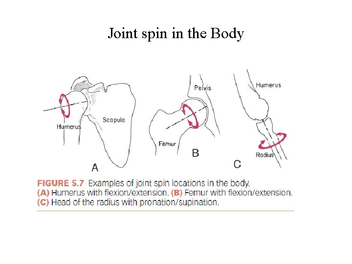 Joint spin in the Body Joint spin in the Body