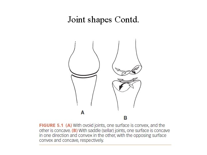 Joint shapes Contd. 