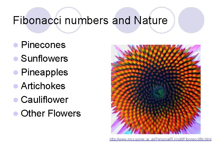 Fibonacci numbers and Nature l Pinecones l Sunflowers l Pineapples l Artichokes l Cauliflower