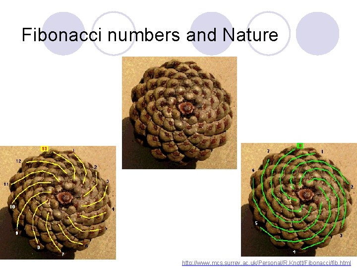 Fibonacci numbers and Nature http: //www. mcs. surrey. ac. uk/Personal/R. Knott/Fibonacci/fib. html 