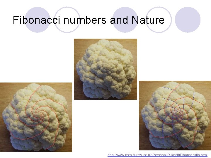 Fibonacci numbers and Nature http: //www. mcs. surrey. ac. uk/Personal/R. Knott/Fibonacci/fib. html 