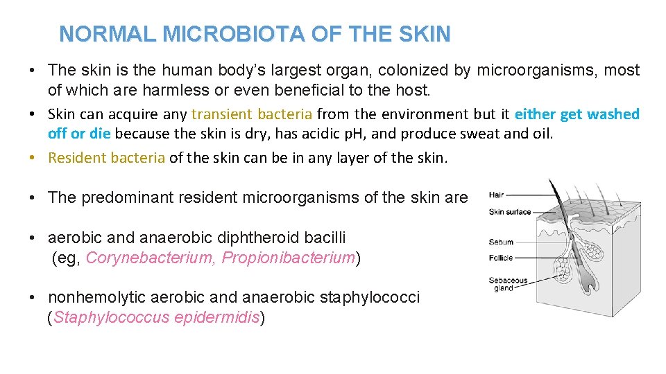NORMAL MICROBIOTA OF THE SKIN • The skin is the human body’s largest organ,
