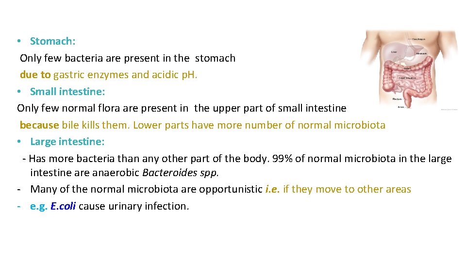  • Stomach: Only few bacteria are present in the stomach due to gastric