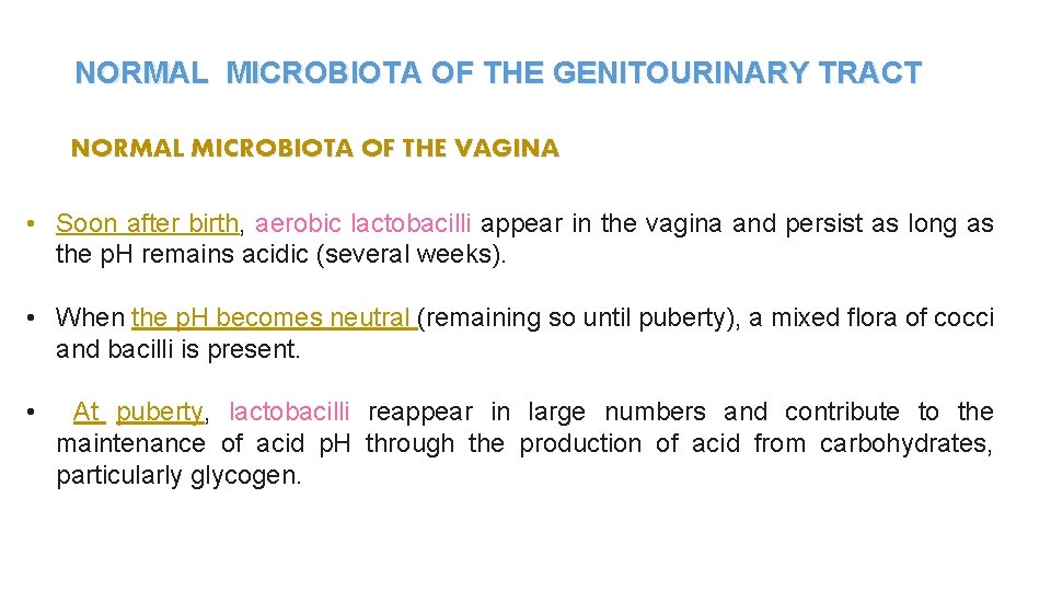 NORMAL MICROBIOTA OF THE GENITOURINARY TRACT NORMAL MICROBIOTA OF THE VAGINA • Soon after