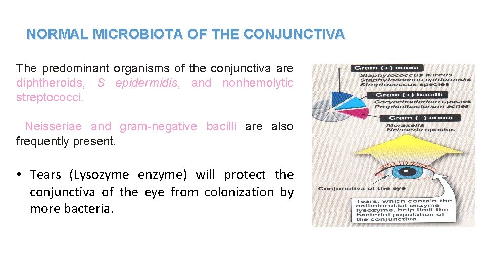 NORMAL MICROBIOTA OF THE CONJUNCTIVA The predominant organisms of the conjunctiva are diphtheroids, S