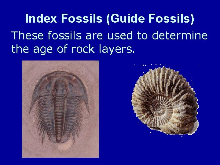 Index Fossils (Guide Fossils) These fossils are used to determine the age of rock