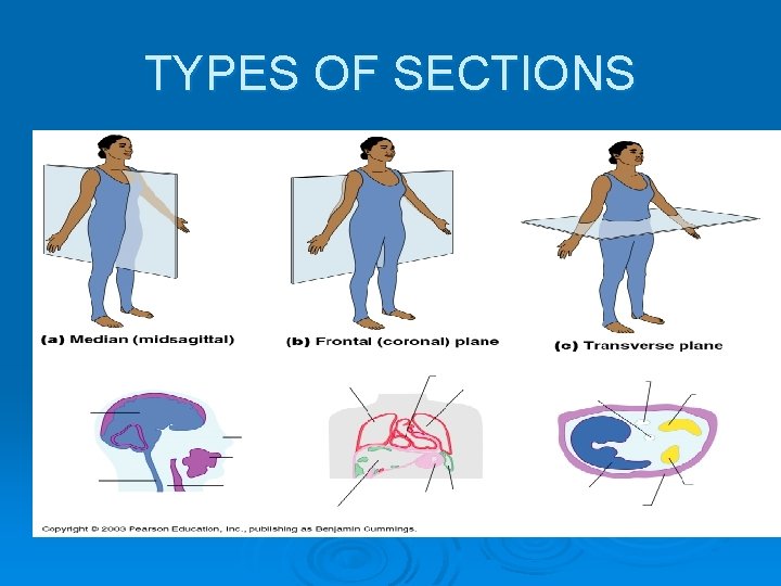 TYPES OF SECTIONS 