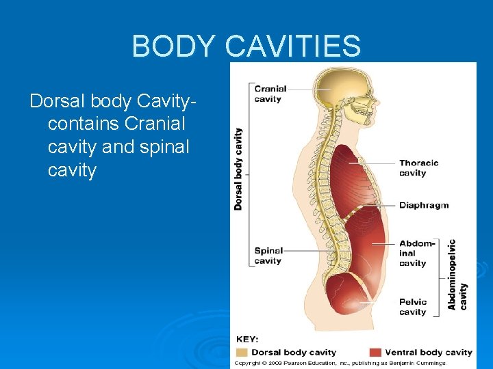 BODY CAVITIES Dorsal body Cavitycontains Cranial cavity and spinal cavity 
