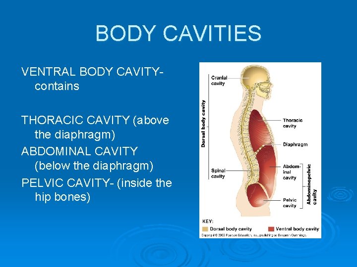 BODY CAVITIES VENTRAL BODY CAVITYcontains THORACIC CAVITY (above the diaphragm) ABDOMINAL CAVITY (below the