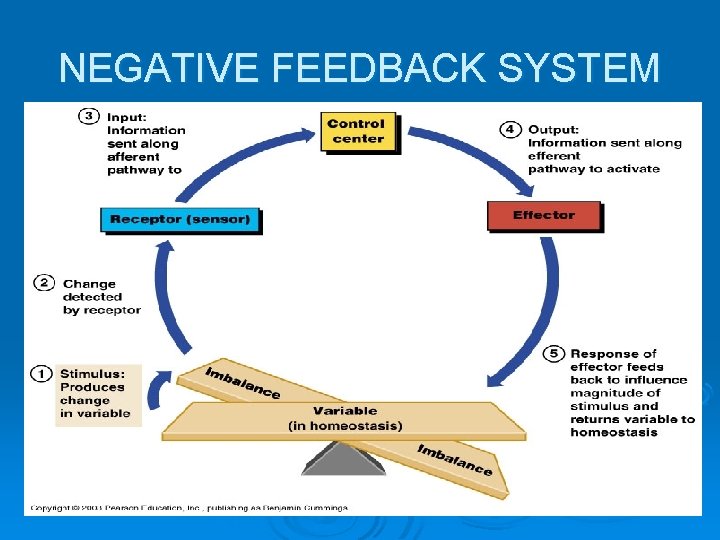 NEGATIVE FEEDBACK SYSTEM 