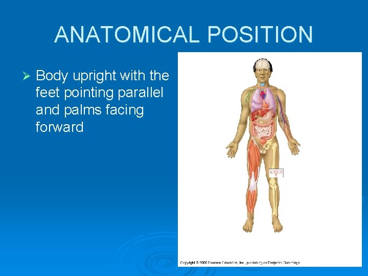 ANATOMICAL POSITION Ø Body upright with the feet pointing parallel and palms facing forward