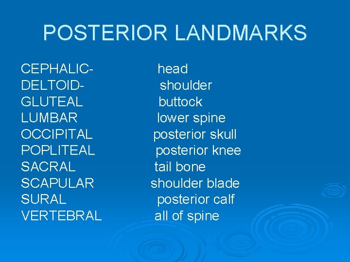 POSTERIOR LANDMARKS CEPHALICDELTOIDGLUTEAL LUMBAR OCCIPITAL POPLITEAL SACRAL SCAPULAR SURAL VERTEBRAL head shoulder buttock lower