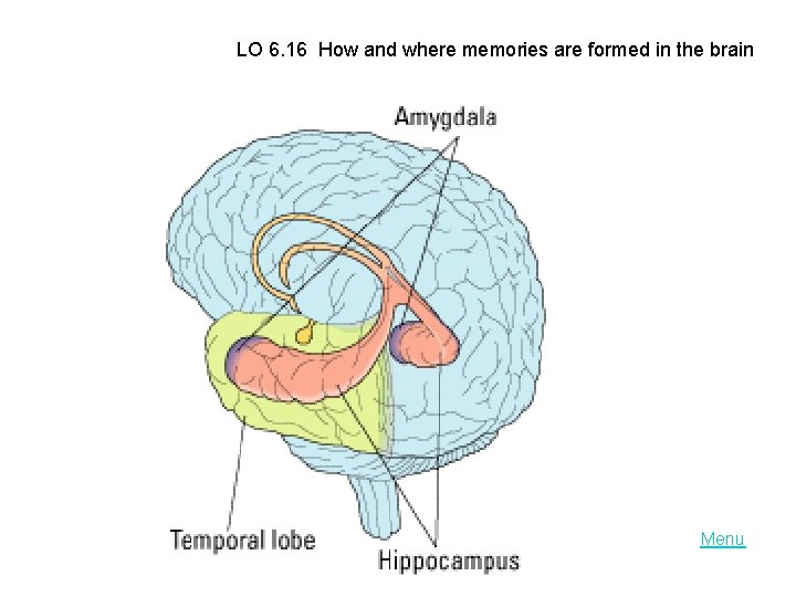 LO 6. 16 How and where memories are formed in the brain Menu 