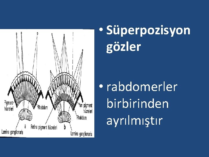  • Süperpozisyon gözler • rabdomerler birbirinden ayrılmıştır 