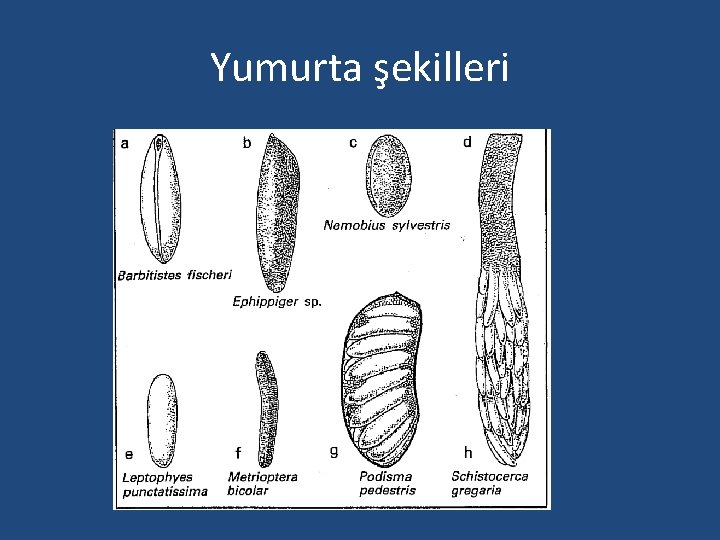 Yumurta şekilleri 