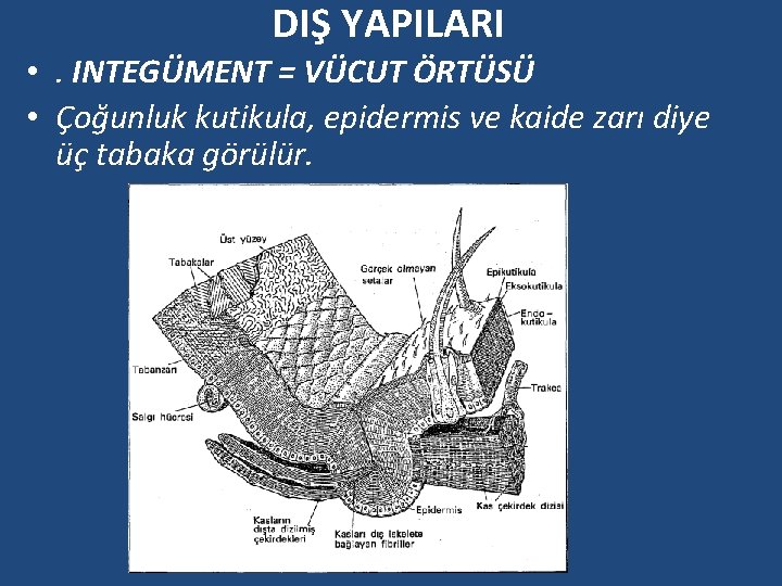 DIŞ YAPILARI • . INTEGÜMENT = VÜCUT ÖRTÜSÜ • Çoğunluk kutikula, epidermis ve kaide