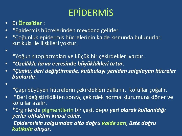 EPİDERMİS • E) Önositler : • *Epidermis hücrelerinden meydana gelirler. • *Çoğunluk epidermis hücrelerinin